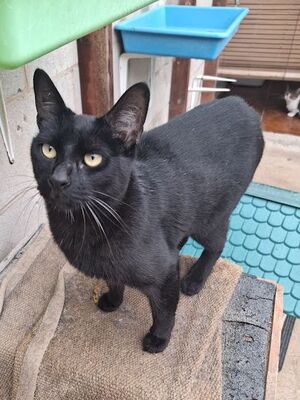 Buddy, Europäisch Kurzhaar - Kater