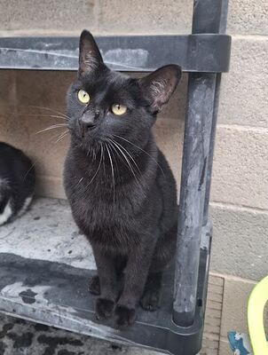 Buddy, Europäisch Kurzhaar - Kater