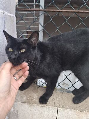 Buddy, Europäisch Kurzhaar - Kater