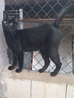 Buddy, Europäisch Kurzhaar - Kater