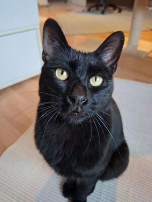 Buddy, Europäisch Kurzhaar - Kater