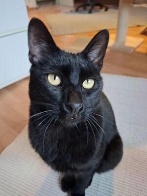 Buddy, Europäisch Kurzhaar - Kater