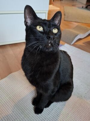 Buddy, Europäisch Kurzhaar - Kater