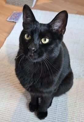 Buddy, Europäisch Kurzhaar - Kater