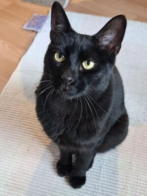 Buddy, Europäisch Kurzhaar - Kater