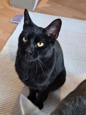 Buddy, Europäisch Kurzhaar - Kater