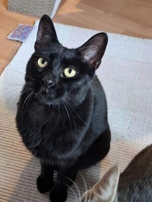 Buddy, Europäisch Kurzhaar - Kater