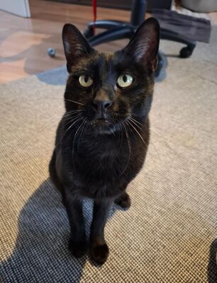 Buddy, Europäisch Kurzhaar - Kater