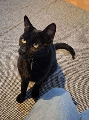 Buddy, Europäisch Kurzhaar - Kater