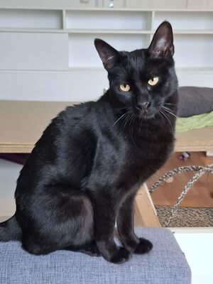 Buddy, Europäisch Kurzhaar - Kater