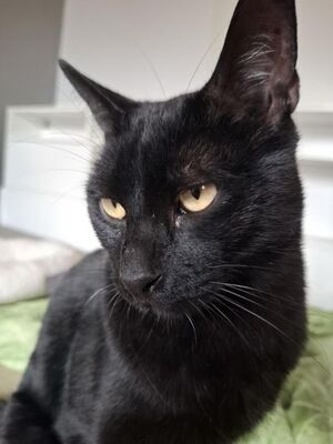 Buddy, Europäisch Kurzhaar - Kater