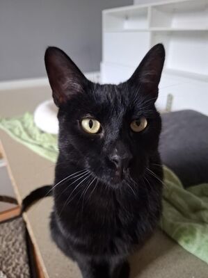 Buddy, Europäisch Kurzhaar - Kater