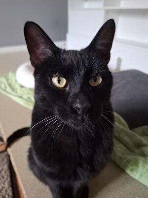 Buddy, Europäisch Kurzhaar - Kater