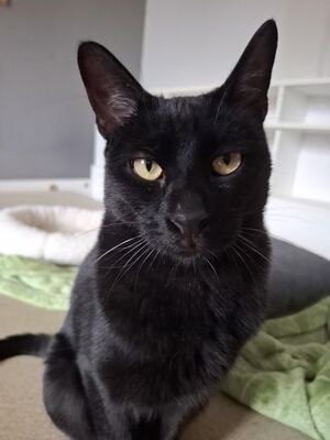 Buddy, Europäisch Kurzhaar - Kater