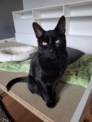 Buddy, Europäisch Kurzhaar - Kater