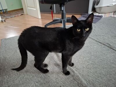 Buddy, Europäisch Kurzhaar - Kater