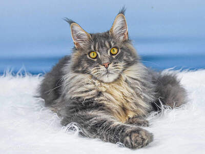 Buddy Jun. of Maine Coon Castle, Maine Coon Jungtier - Kater