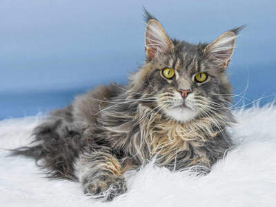 Buddy Jun. of Maine Coon Castle, Maine Coon Jungtier - Kater