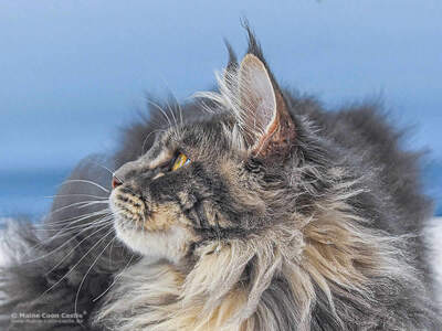 Buddy Jun. of Maine Coon Castle, Maine Coon Jungtier - Kater