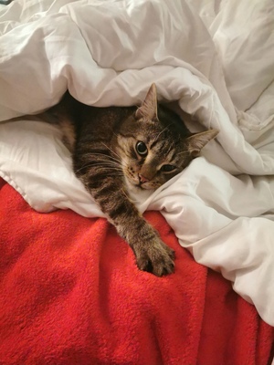 Bueno / Mimmi, Mischlinge - Kater