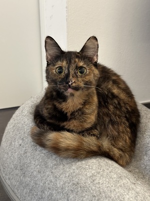 Buffy, Hauskatzen - Katze