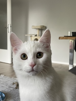 Bulut, 1 Kater - Kater