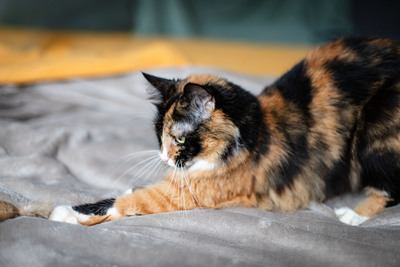 Bunshi, Europäisches Langhaar Jungtier - Katze