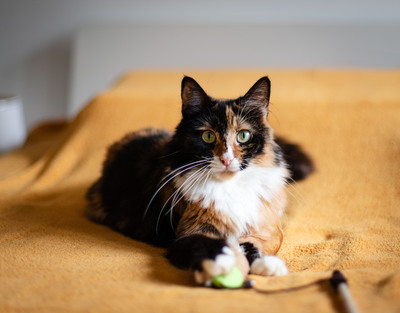 Bunshi, Europäisches Langhaar Jungtier - Katze