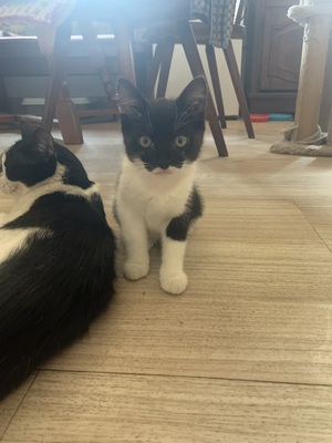 Burli, Bauernhofkatzen - Kater