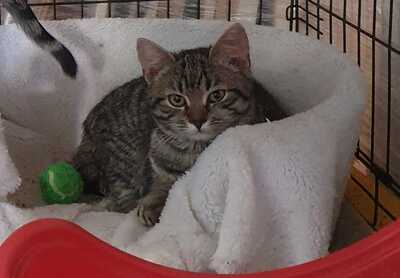 CANDY - in den Winter geworfen lebendes Spielzeug, Gewöhnliche Katze Jungtier - Katze