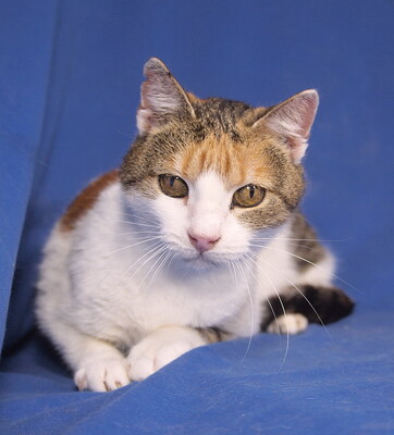 CECILY - R E S E R V I E R T !!!!! liebenswürdig, anhänglich, verspielt, hundeverträglich, anfangs etwas ängstlich, Mischling - Katze