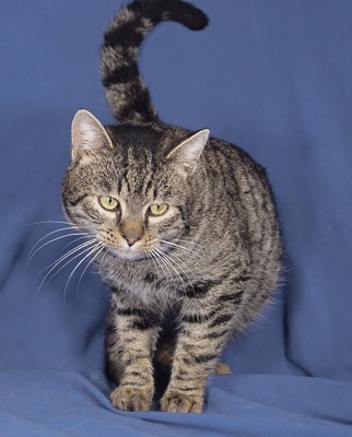 CEDRIC - R E S E R V I E R T !!!!! freundlich, neugierig, verschmust, lebhaft, verspielt, hundeverträglich, anfangs ängstlich, Mischling - Kater