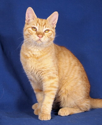 CHEDDAR - R E S E R V I E R T !!!!! aufgeschlossen, fröhlich, menschenbezogen, verschmust, neugierig, lebhaft, hundeverträglich, Mischling - Kater