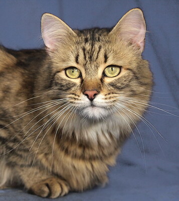 CICERO - R E S E R V I E R T !!!!! sehr lieb und verschmust, aufgeweckt, lebhaft, neugierig, verspielt, hundeverträglich, Mischling - Kater