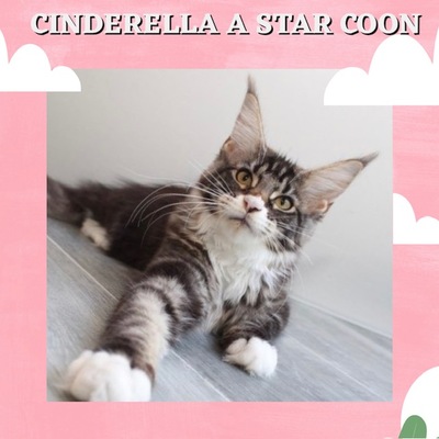 CINDERELLA A STAR COON SUCHT KUSCHELSOFA