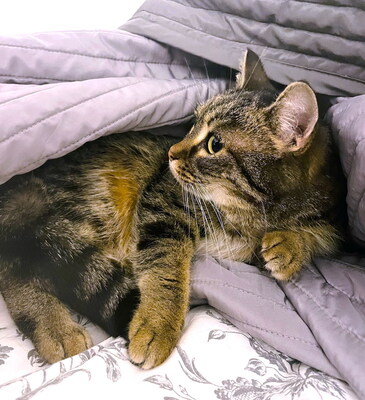 CINDY - sehr lieb und friedlich, verschmust, verspielt, hundeverträglich, anfangs zurückhaltend und ein bisschen ängstlich, Mischling (Video auf HP) - Betreuungsplatz Steiermark - Katze