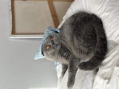 CLAY, BKH Hauskatze - Kater