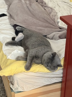 CLAY, BKH Hauskatze - Kater