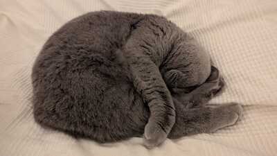 CLAY, BKH Hauskatze - Kater