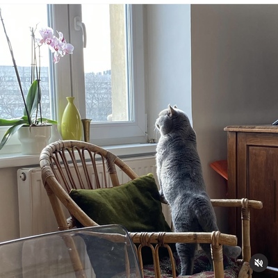 CLAY, BKH Hauskatze - Kater