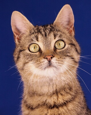 COSMO - sehr lieb und verschmust, aufgeweckt, lebhaft, neugierig, verspielt, hundeverträglich, Mischling - Kater