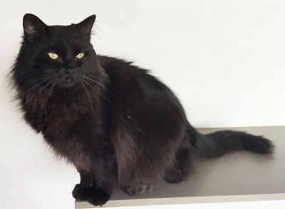 Cain - freut sich über jede Streichel – und Schmuseeinheit, Norwegische-Waldkatze Mix - Kater