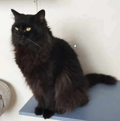 Cain - freut sich über jede Streichel – und Schmuseeinheit, Norwegische-Waldkatze Mix - Kater