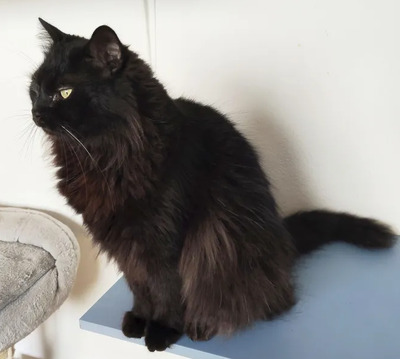 Cain - freut sich über jede Streichel – und Schmuseeinheit, Norwegische-Waldkatze Mix - Kater