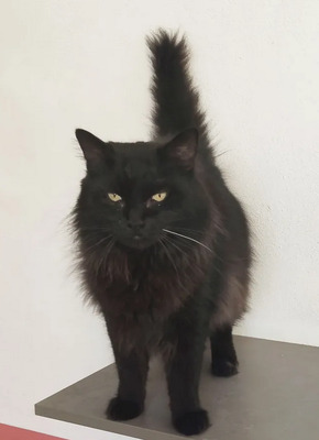 Cain - freut sich über jede Streichel – und Schmuseeinheit, Norwegische-Waldkatze Mix - Kater