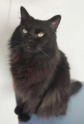 Cain - freut sich über jede Streichel – und Schmuseeinheit, Norwegische-Waldkatze Mix - Kater