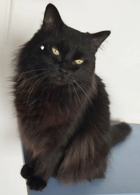 Cain - freut sich über jede Streichel – und Schmuseeinheit, Norwegische-Waldkatze Mix - Kater