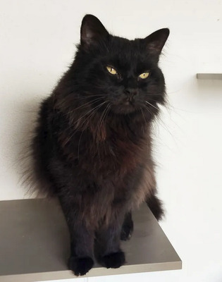 Cain - freut sich über jede Streichel – und Schmuseeinheit, Norwegische-Waldkatze Mix - Kater