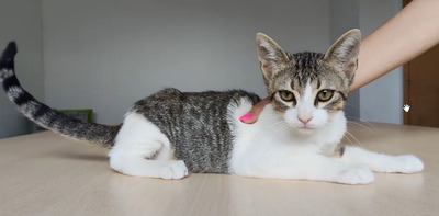 Cairo - aufgeschlossener Schmusekater