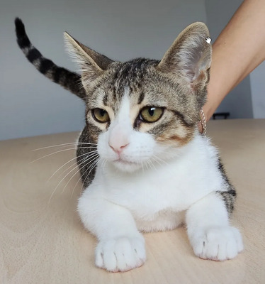 Cairo - aufgeschlossener Schmusekater, EKH Jungtier - Kater
